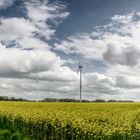 Rapsfeld + Windenergie