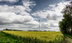 Rapsfeld + Windenergie