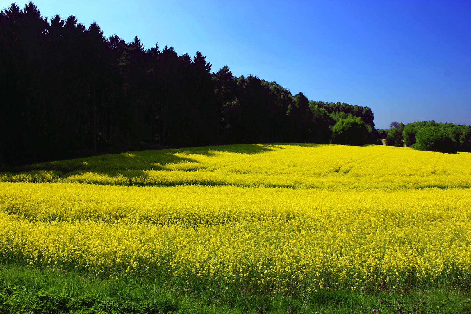 Rapsfeld zwischen Billerbeck und Rorup I