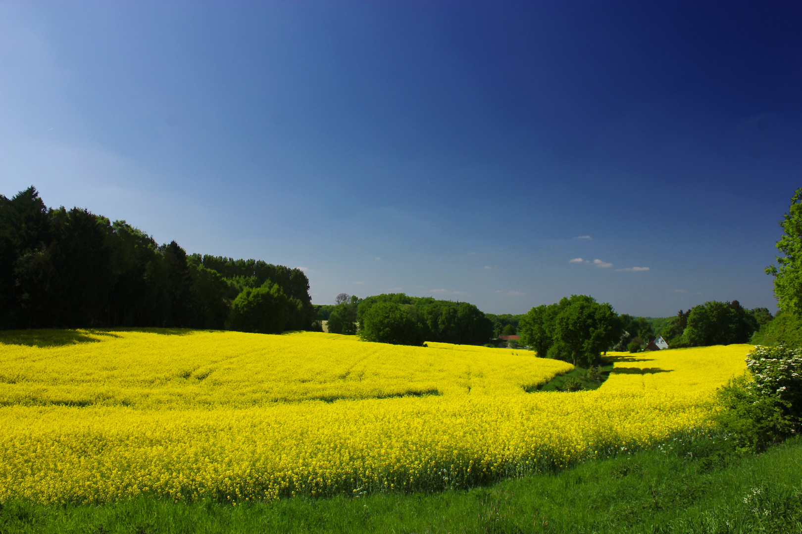 Rapsfeld zwischen Billerbeck und Rorup II