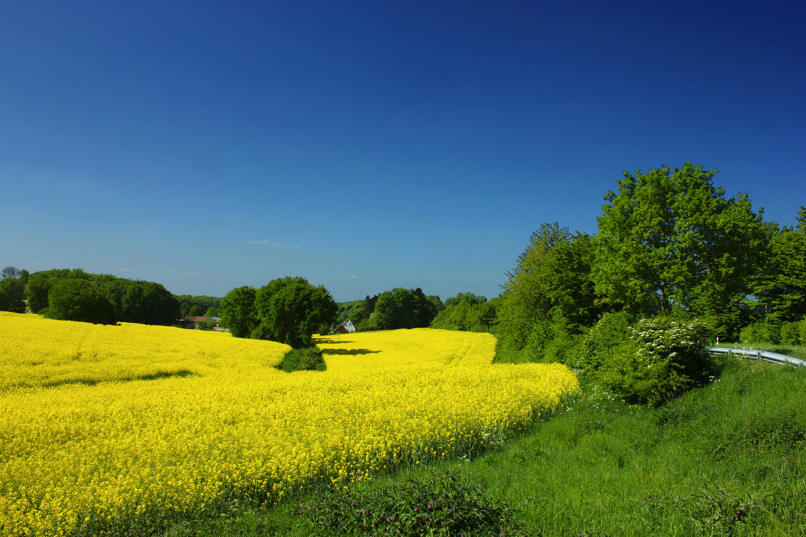 Rapsfeld zwischen Billerbeck und Rorup VI