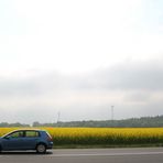 Rapsfeld zwischen Straße und Windrädern