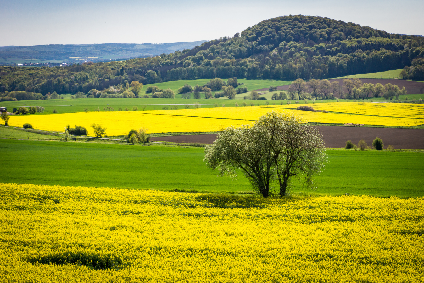Rapsfelder Foto & Bild natur und landschaft, landschaft, raps Bilder auf