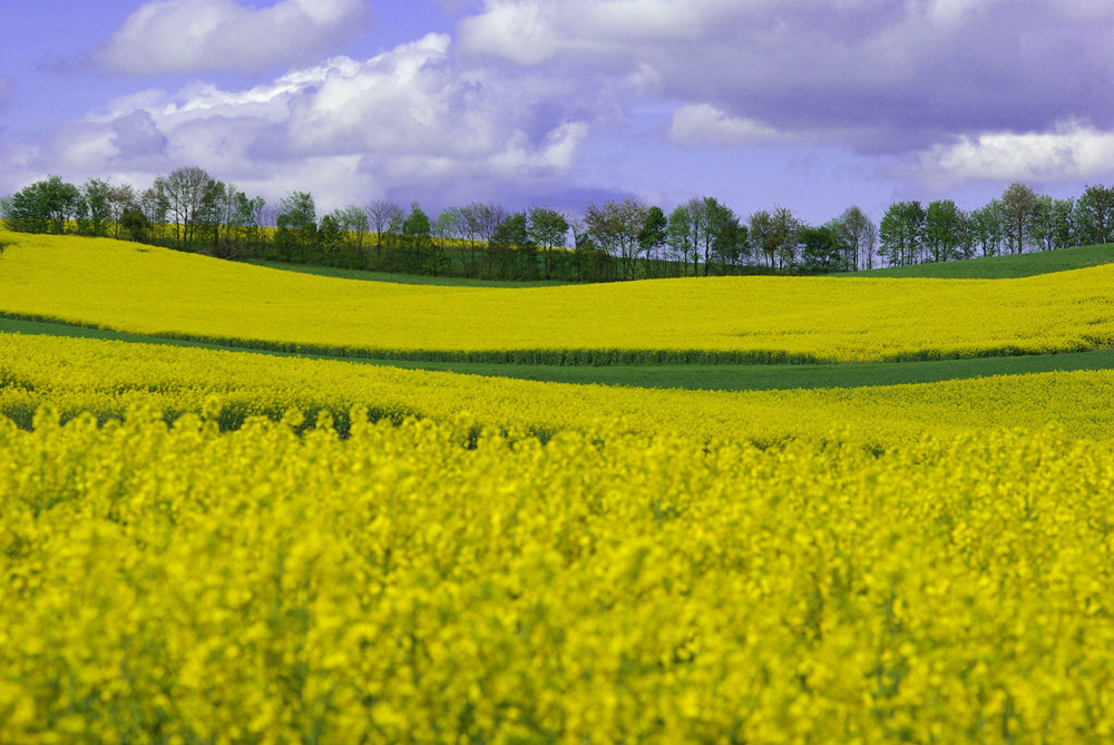 Rapsfelder Foto & Bild jahreszeiten, sommer, landschaften Bilder auf