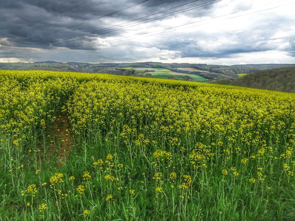 Rapsfelder Foto & Bild landschaft, Äcker, felder & wiesen, raps Bilder auf