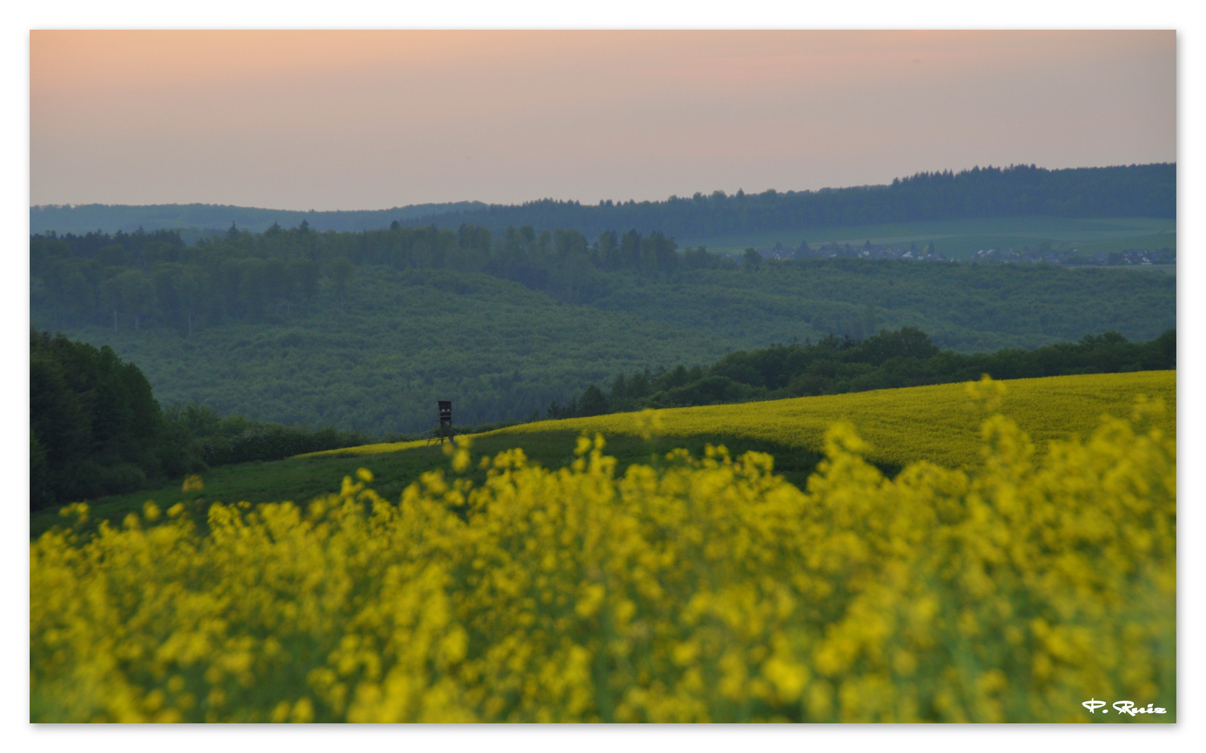 Rapsfelder am Rande des Waldes