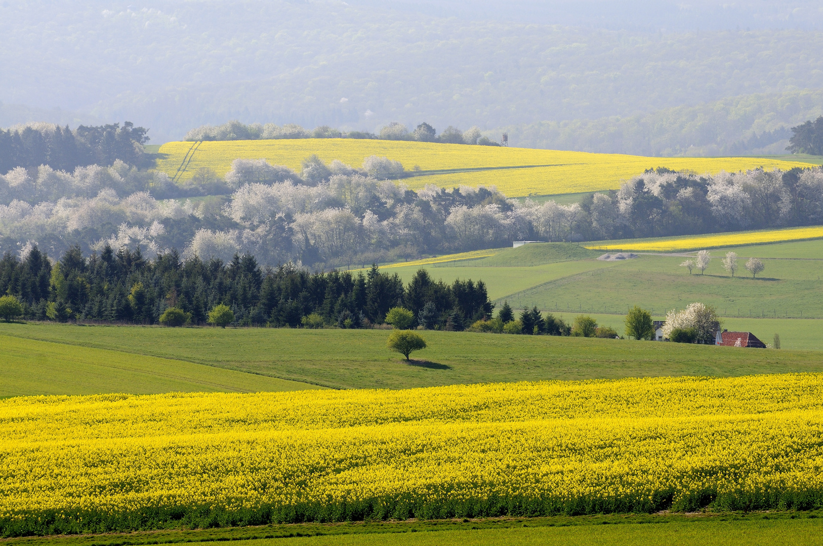 Rapsfelder am Taunus