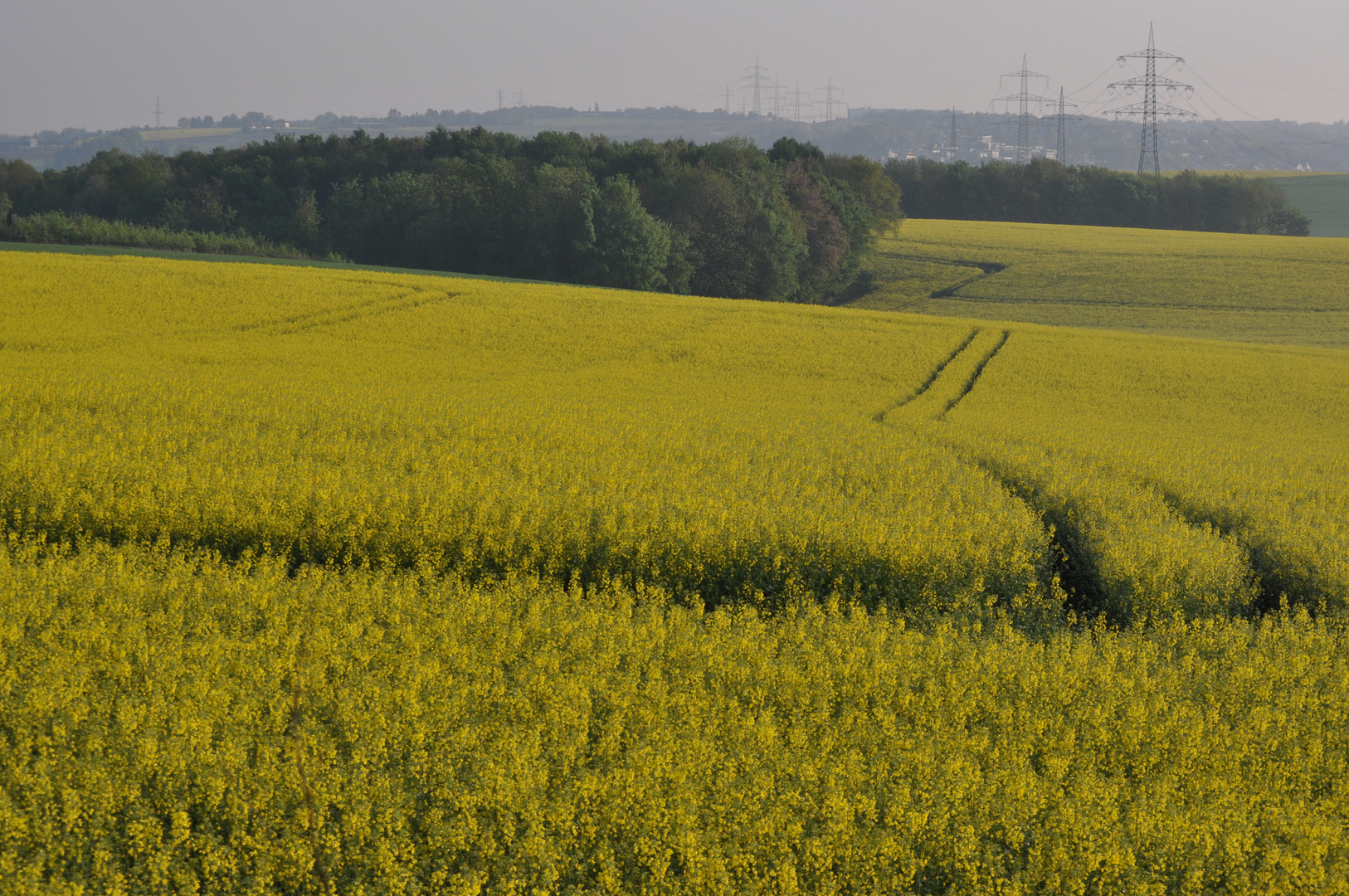 Rapsfelder bei Heiligenhaus