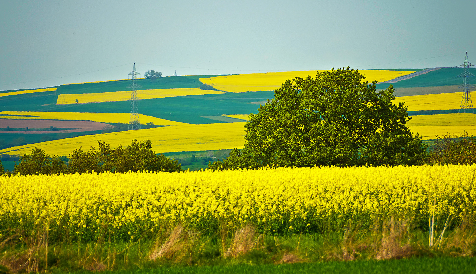 Rapsfelder bei Münstereifel