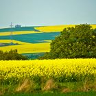 Rapsfelder bei Münstereifel