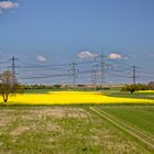 Rapsfelder bei Seckenheim