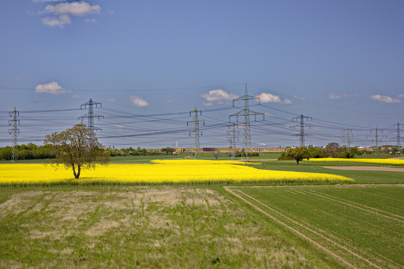 Rapsfelder bei Seckenheim