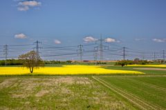 Rapsfelder bei Seckenheim