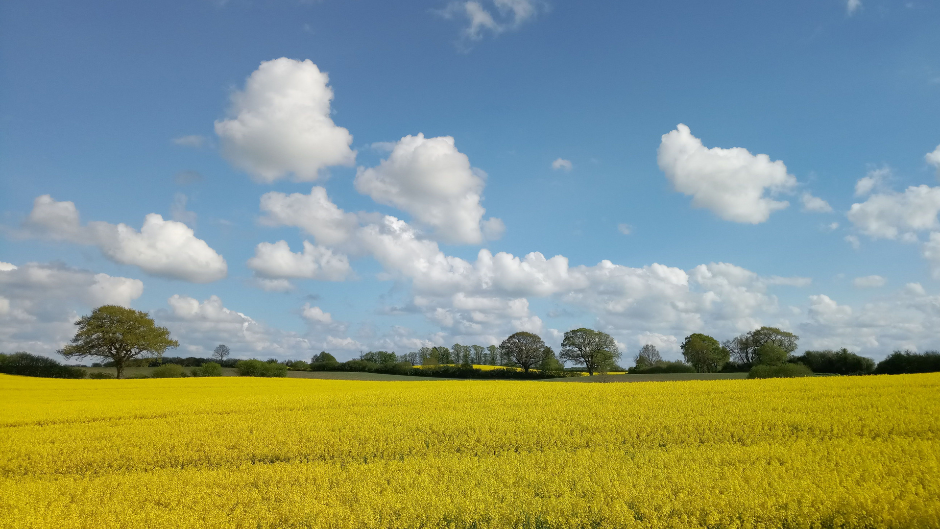 Rapsfelder bei Sörup (Mittelangeln)