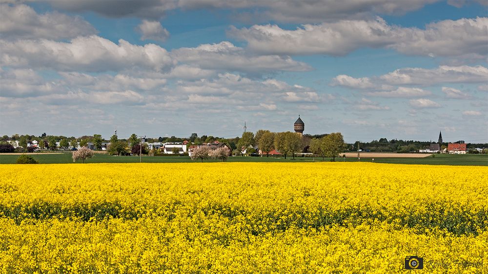 Rapsfelder blühen bei Lippstadt