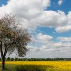 Rapsfelder blühen bei Lippstadt