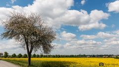 Rapsfelder blühen bei Lippstadt