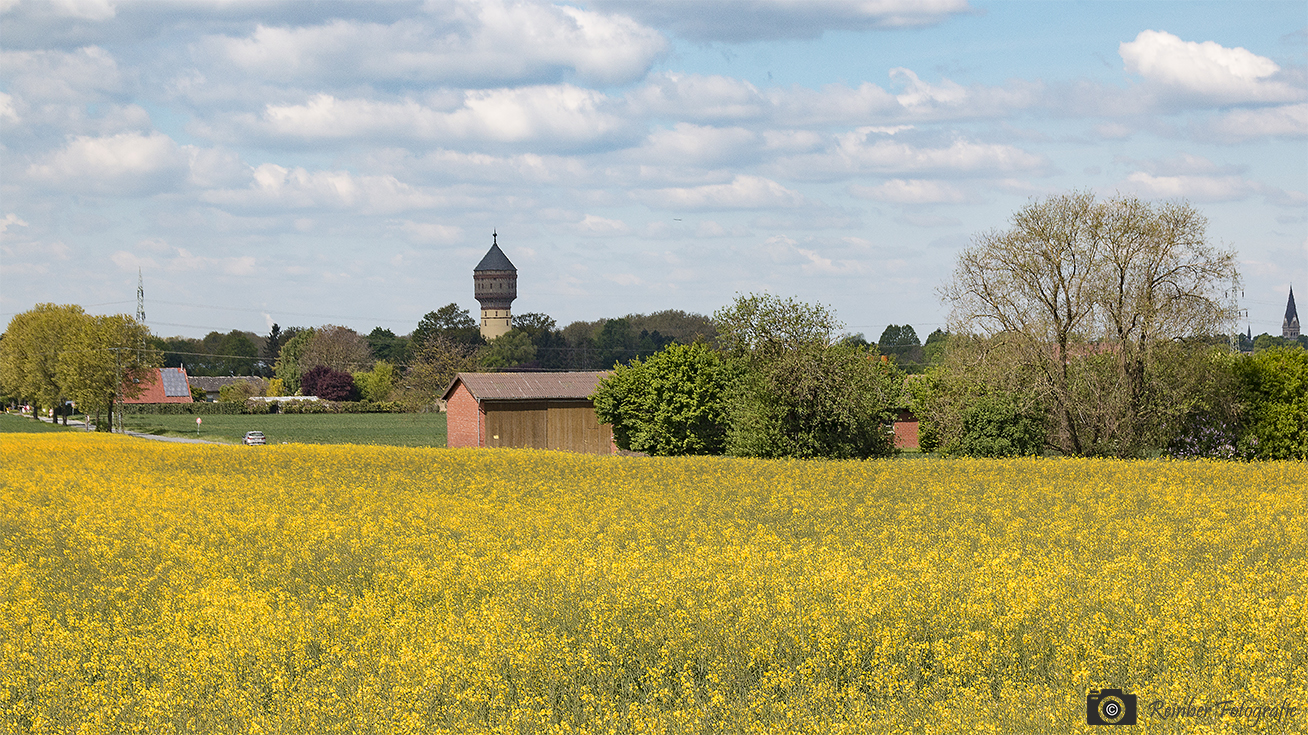 Rapsfelder blühen bei Lippstadt