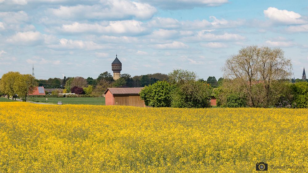 Rapsfelder blühen bei Lippstadt