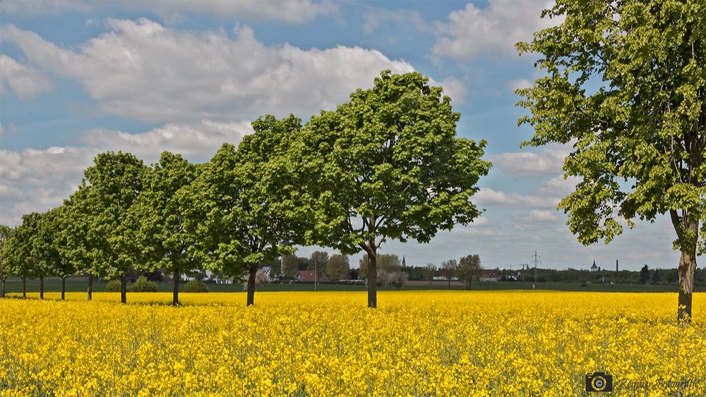 Rapsfelder blühen bei Lippstadt