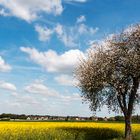 Rapsfelder blühen bei Lippstadt