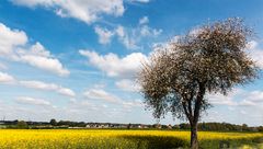 Rapsfelder blühen bei Lippstadt