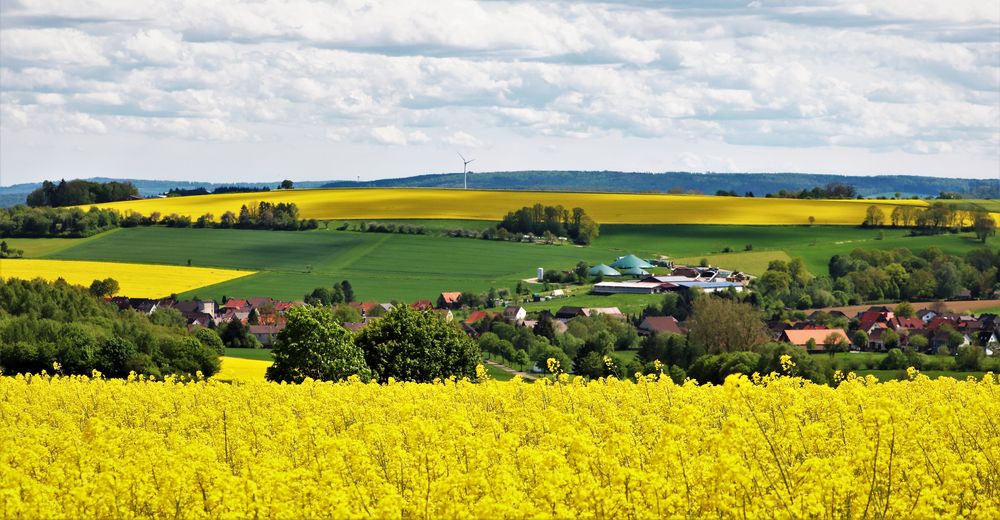 Rapsfelder Foto & Bild wolken, natur, landschaft Bilder auf
