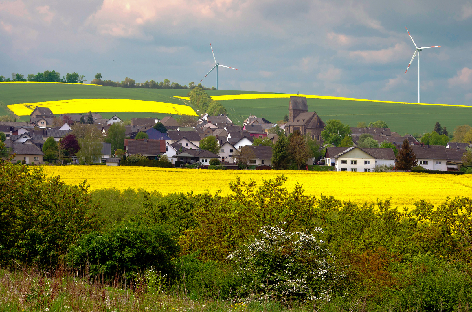 Rapsfelder, Eifel bei Mayen