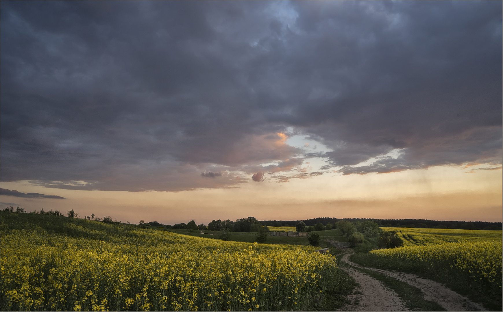 Rapsfelder im Abendlicht