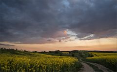 Rapsfelder im Abendlicht