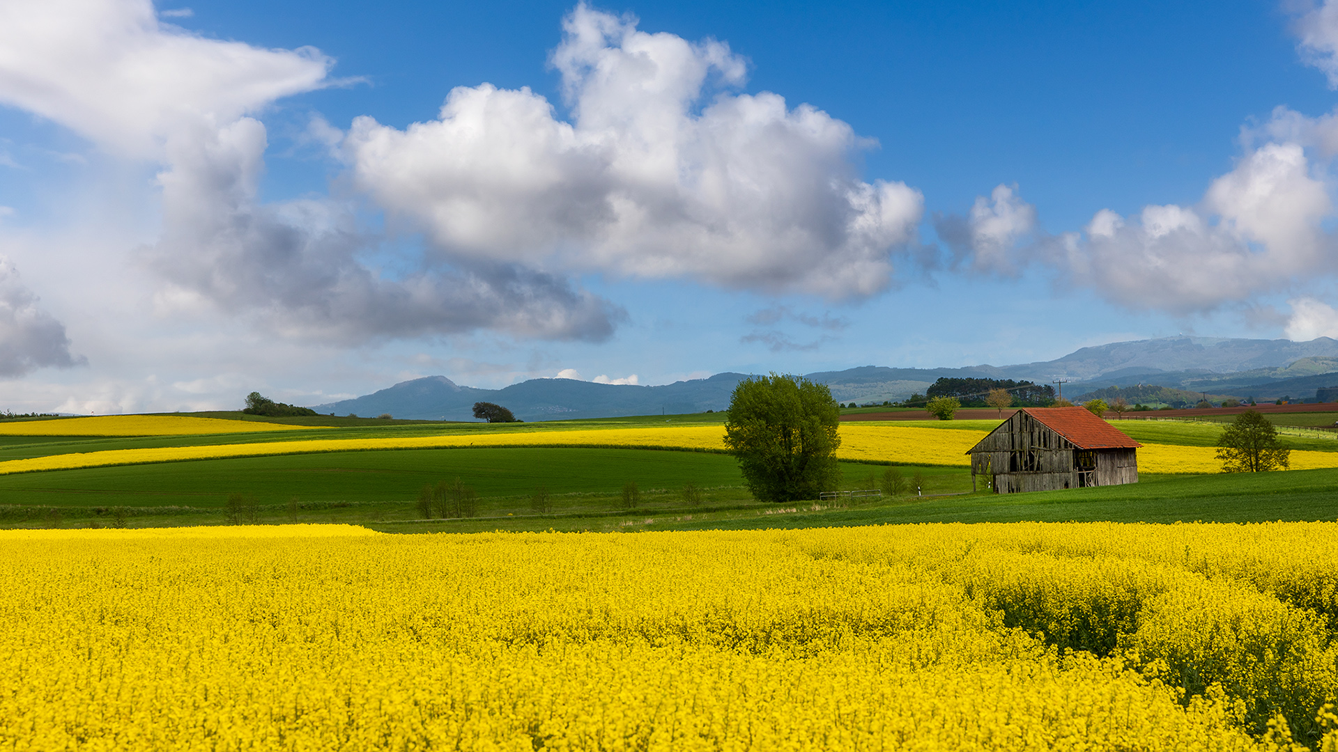 Rapsfelder im Fuldaer Land