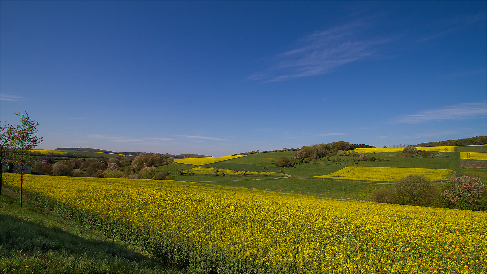 Rapsfelder im Hintertaunus