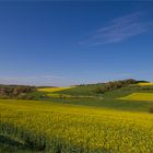 Rapsfelder im Hintertaunus