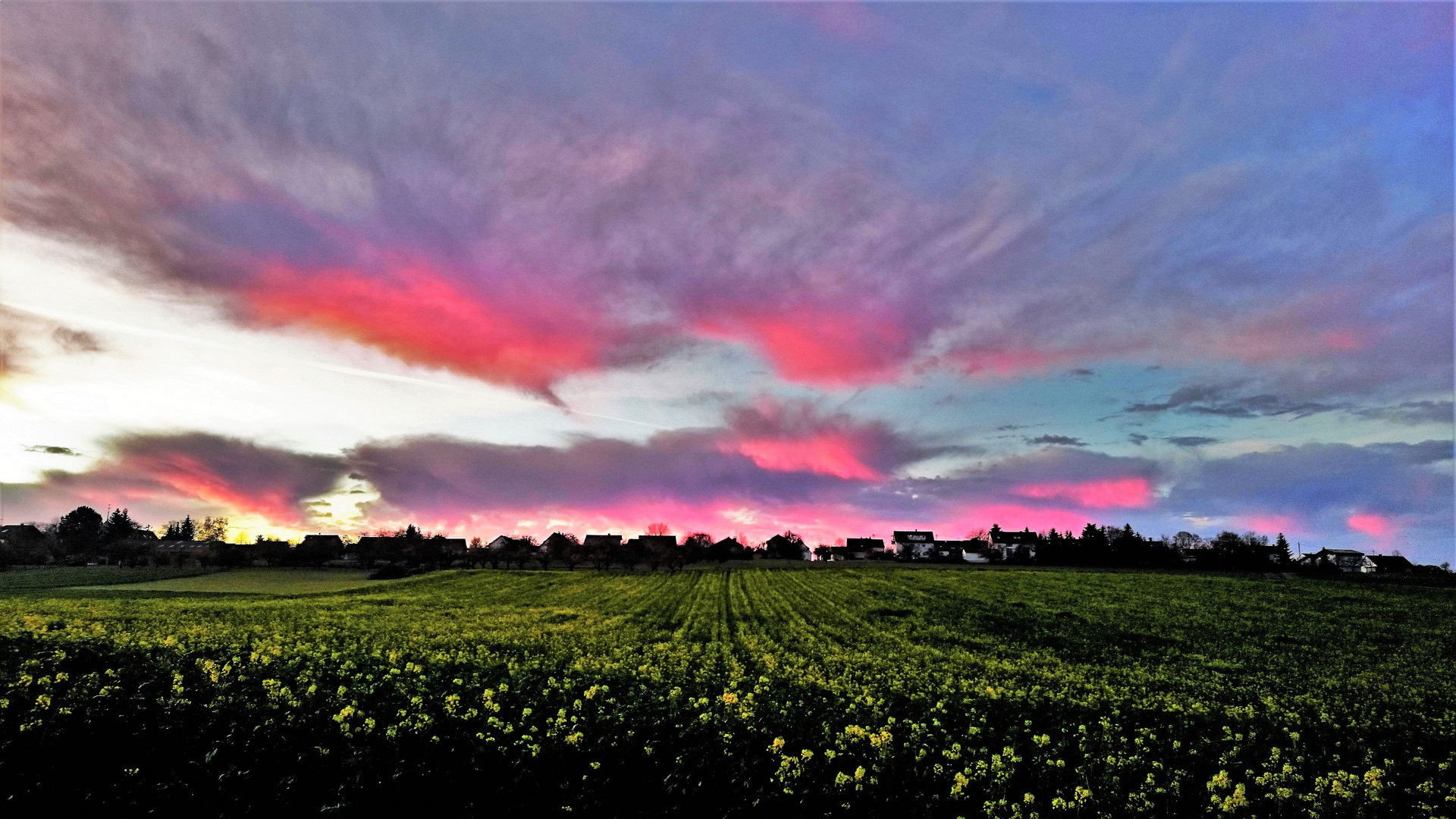 Rapsfelder im Morgenlicht