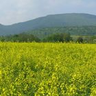 Rapsfelder im Neidlinger Tal