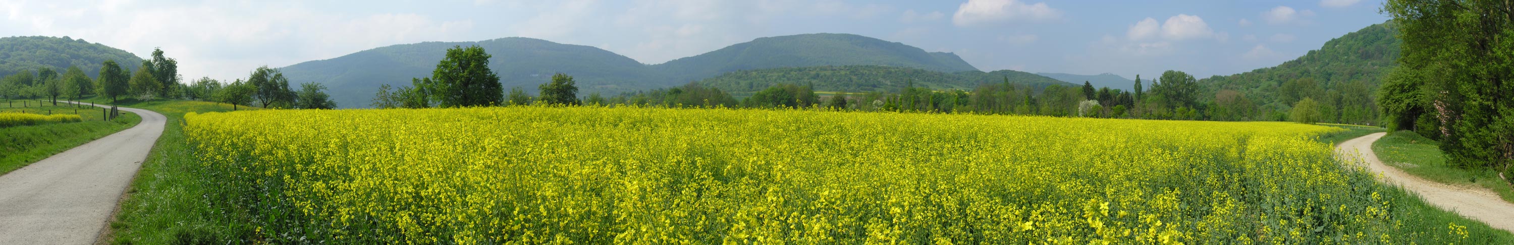 Rapsfelder im Neidlinger Tal