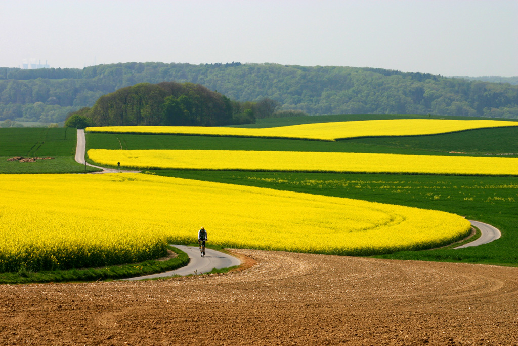 Rapsfelder im Ruhrtal bei Mülheim/Ruhr