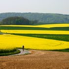 Rapsfelder im Ruhrtal bei Mülheim/Ruhr