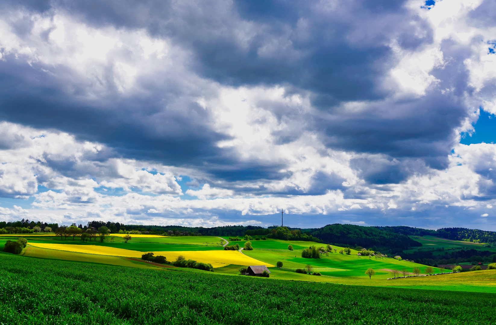 Rapsfelder im Schwarzwald 