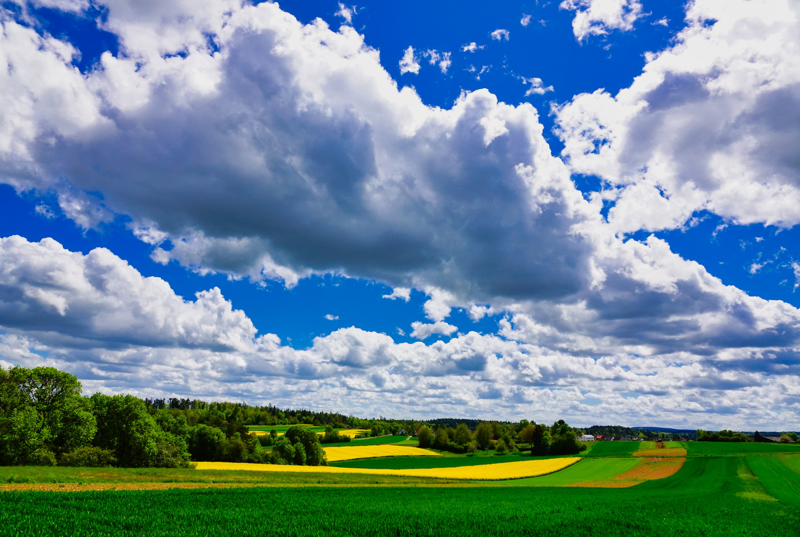 Rapsfelder im Schwarzwald 