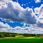 Rapsfelder im Schwarzwald 