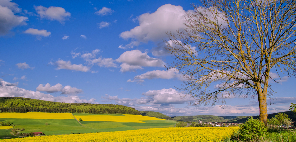 Rapsfelder im Schwarzwald-Baar-Kreis