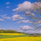 Rapsfelder im Schwarzwald-Baar-Kreis