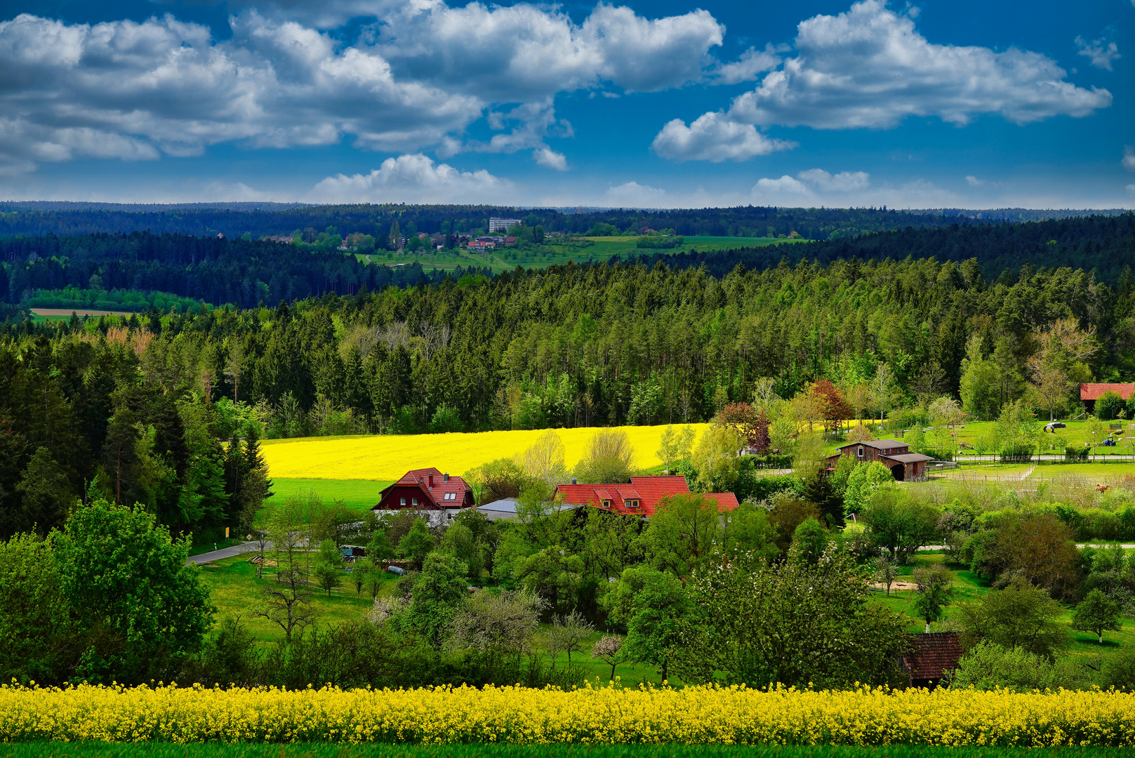 Rapsfelder im Schwarzwald 