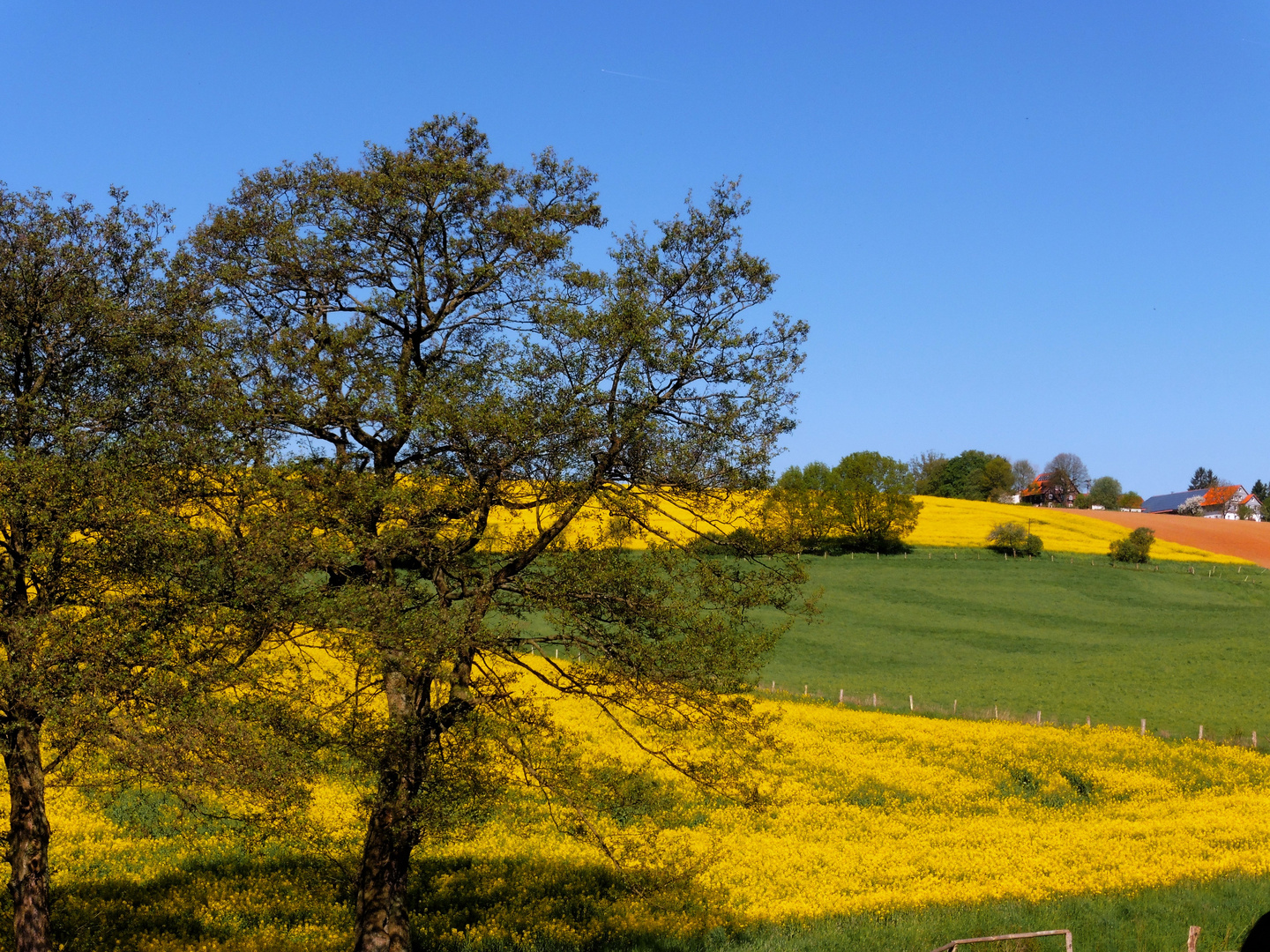 Rapsfelder im Solling