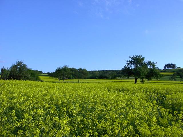 Rapsfelder im Taunus