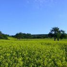 Rapsfelder im Taunus