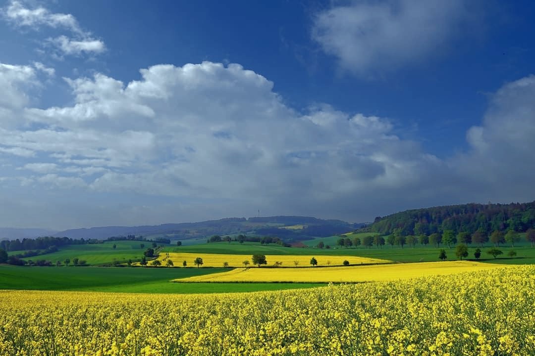 Rapsfelder im Weserbergland