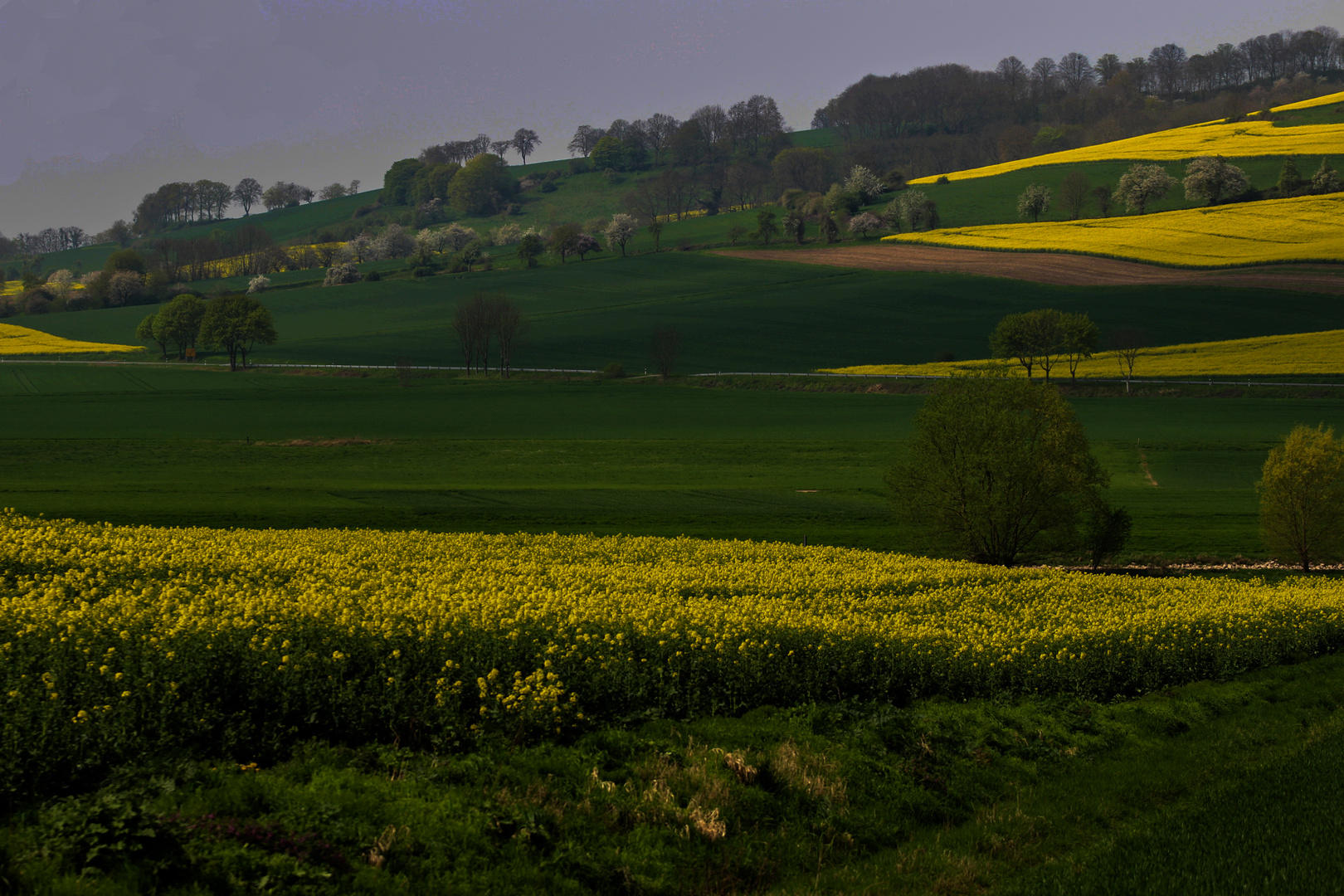 Rapsfelder im Weserbergland