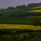 Rapsfelder im Weserbergland